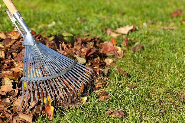 Yard Cleanup Cost: Everything You Need to Know